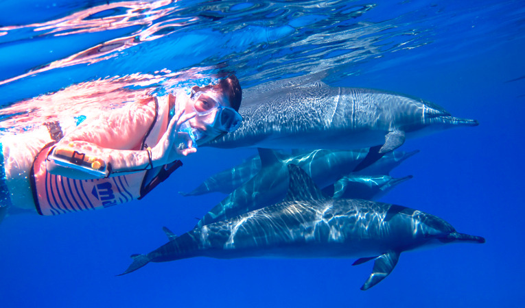 لا تفوت زيارة Dolphin House أثناء تواجدك في مرسى علم Photo